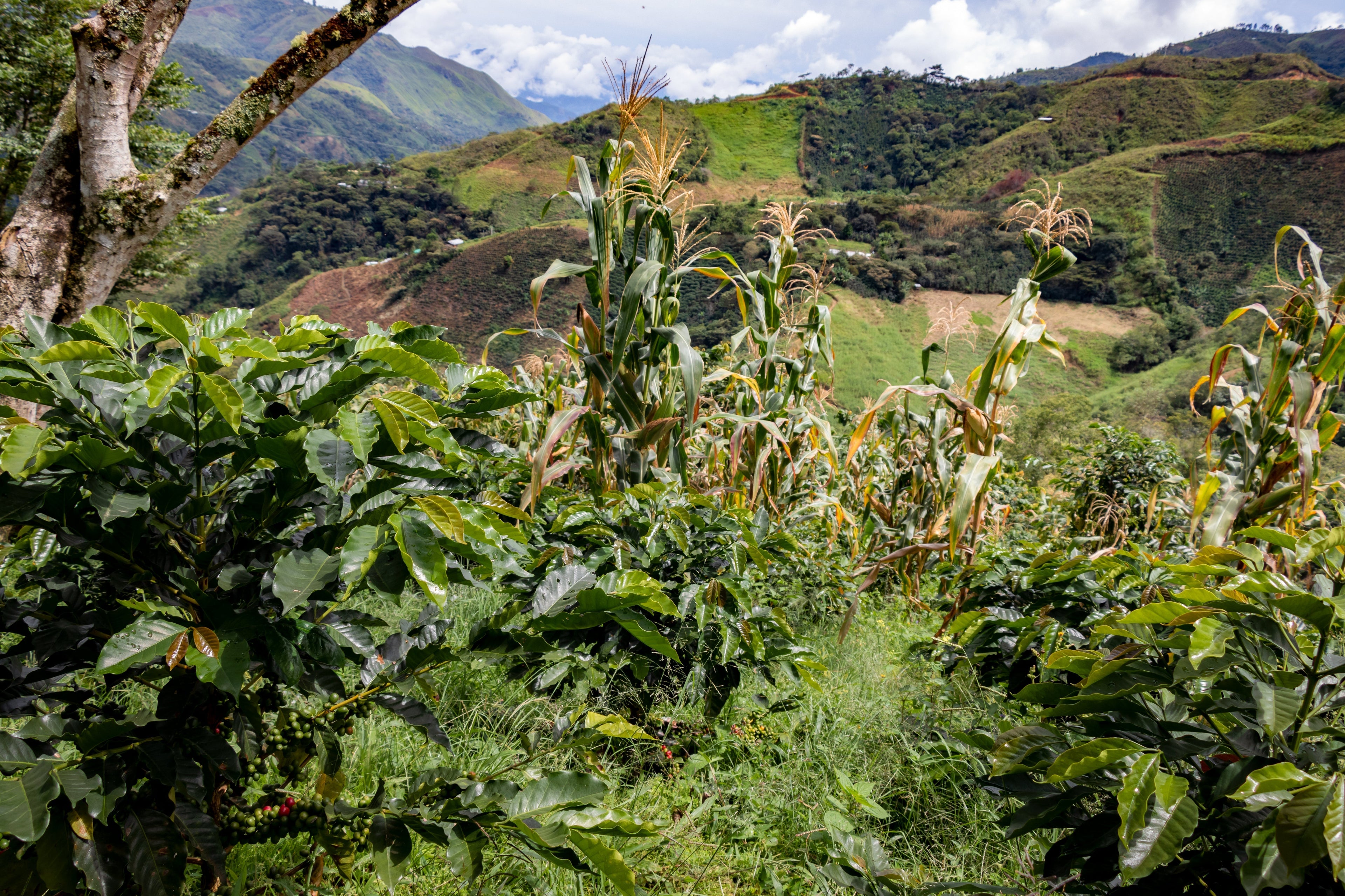 Project Eddie van start: bouwen aan biodiversiteit in de Peruaanse koffieteelt