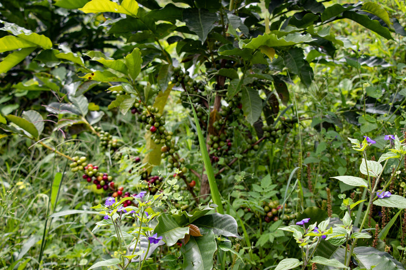 Stap voor stap naar een biodivers koffielandschap