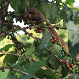 Koffiepauze voor de planeet