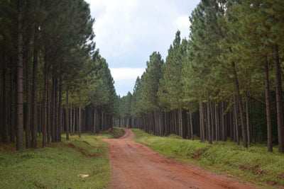 Project Tanzania, Herbebossing