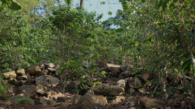 Project Participatie Herbebossing